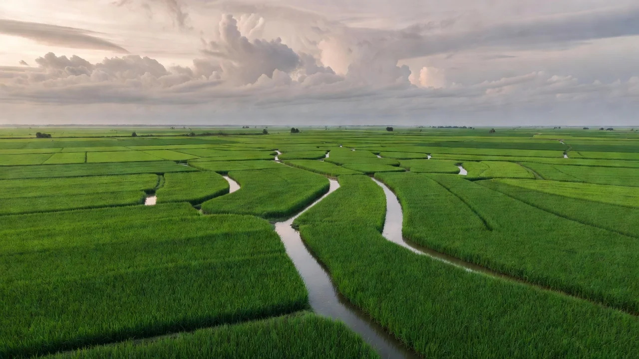 Bangladeshi farmers examining saline-affected rice fields with researchers