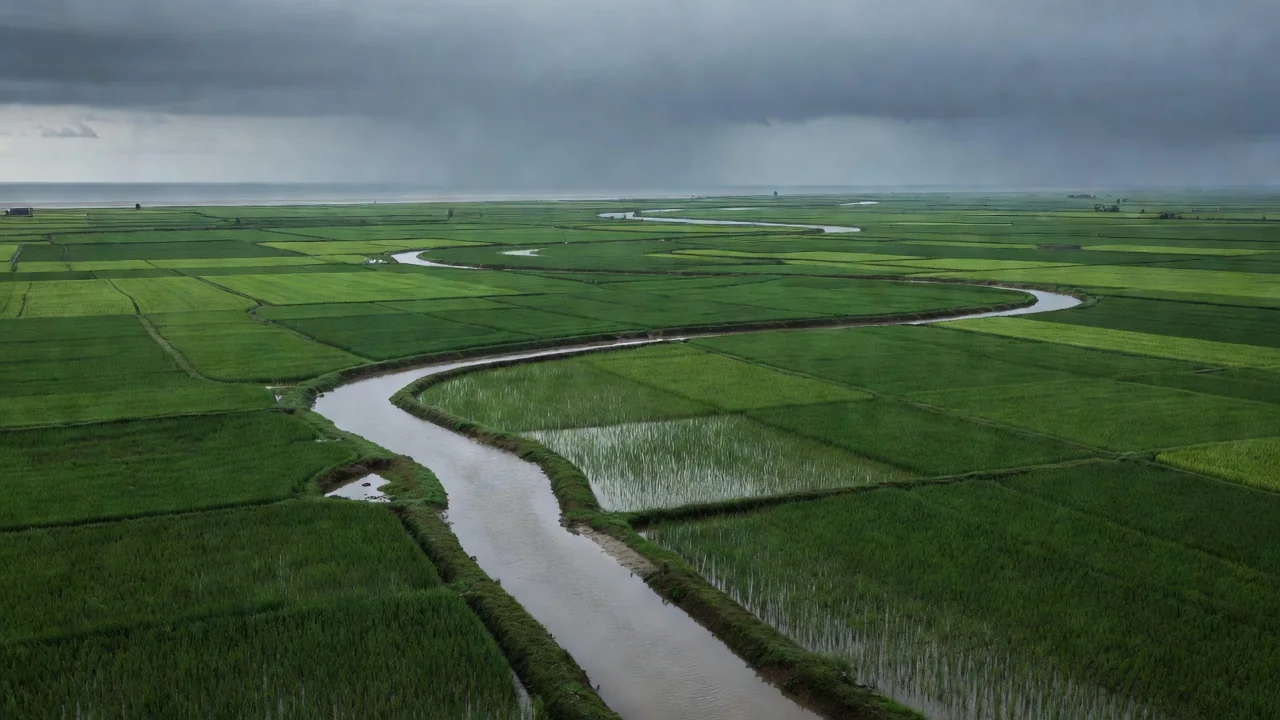 Climate-Resilient Crops for a Changing Delta